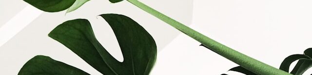 ロゴに使うかも